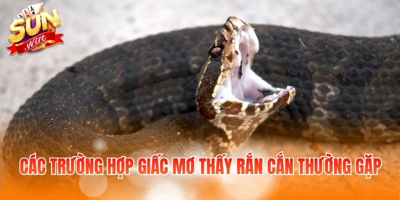Các trường hợp giấc mơ thấy rắn cắn thường gặp