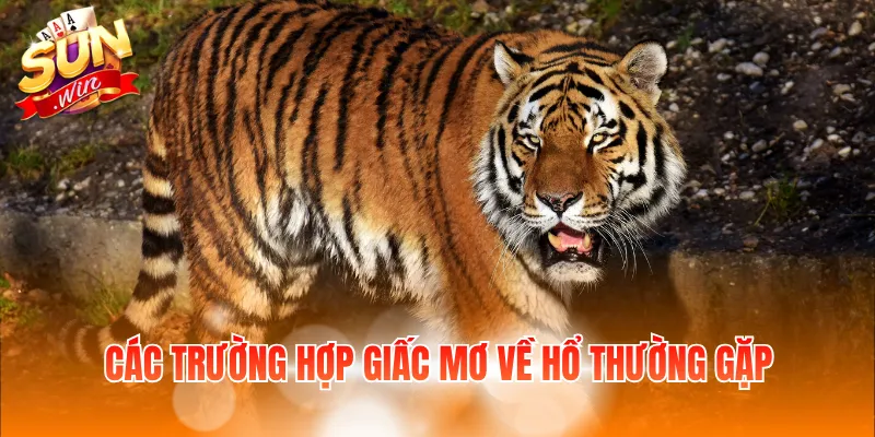 Các trường hợp giấc mơ về hổ thường gặp