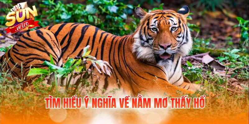 Tìm hiểu ý nghĩa về nằm mơ thấy hổ